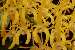 Dendrobium speciosum f. grandiflorum Jaydon HCC/AOS 78 pts.